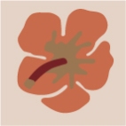 Tulipán